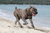 CANE CORSO 247